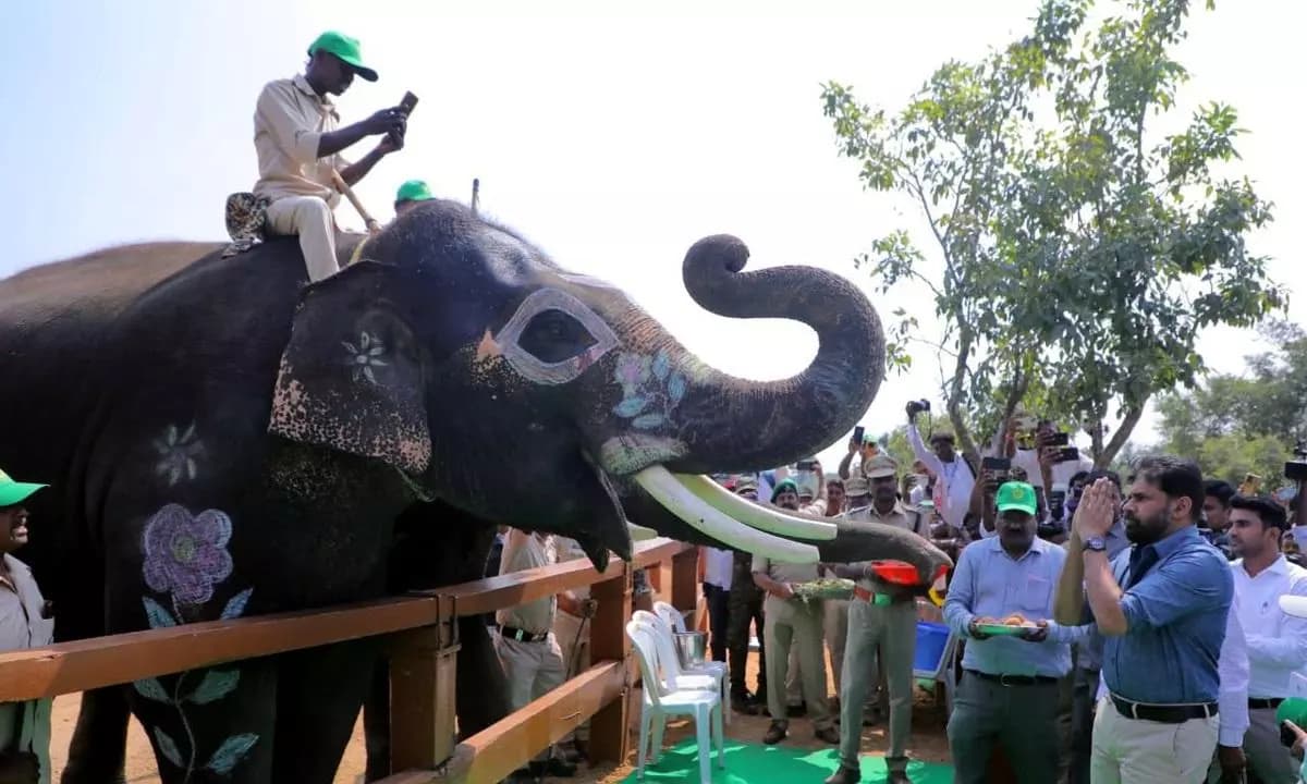 What is Pawan going to do with 'Operation Hanuman' for wildlife?