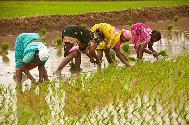 ₹44 Crore Released for Rabi Crop Insurance