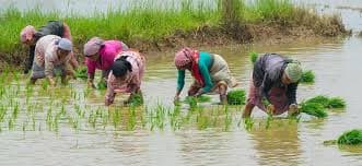 Good News for AP Farmers on Paddy Procurement