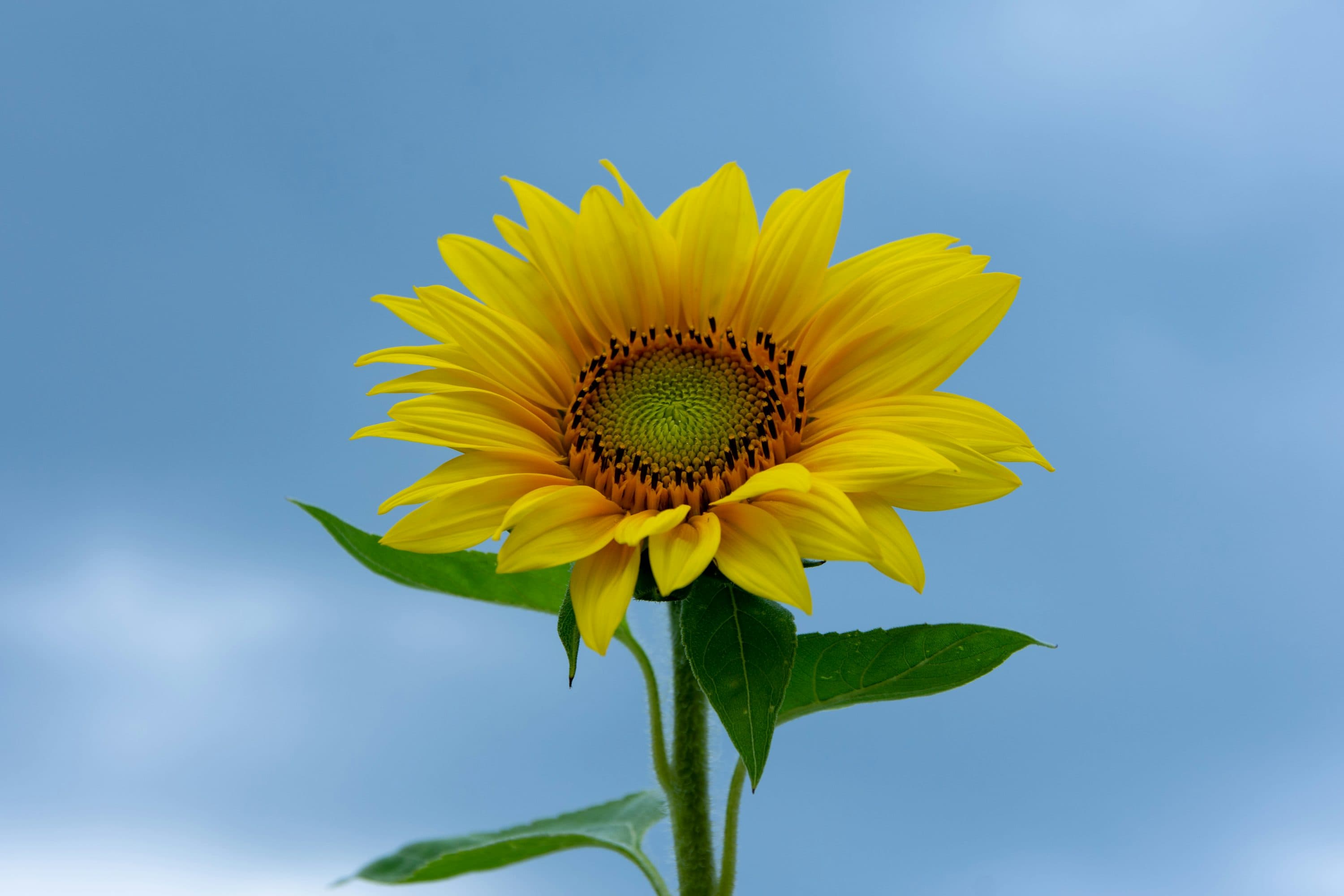  Sunflower Proven as Miracle Medicine!