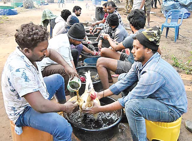 Sankranti buzz grips both Godavari districts as cockfights gear up