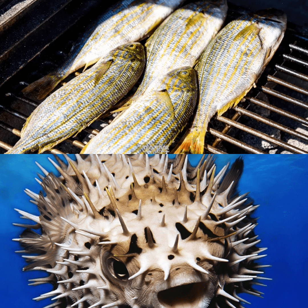 Seafood Lovers Beware: Doctors Reveal Deadly Toxins Hidden in Beautiful Fish!