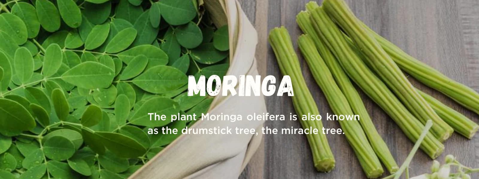Moringa: A Nutritional Powerhouse, Say Doctors