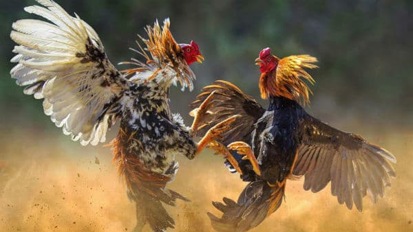 Andhra Pradesh High Court issues strict orders on cockfighting