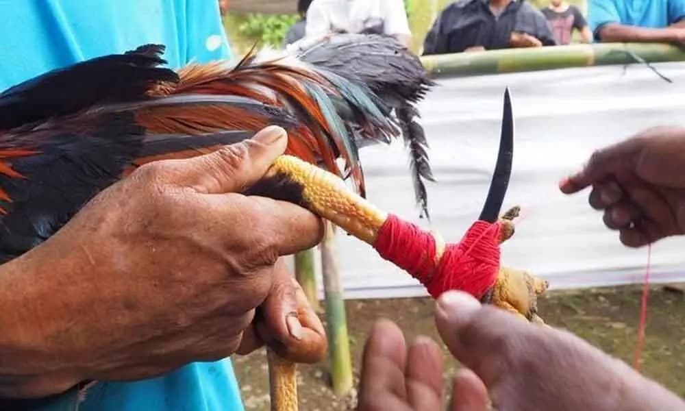 Rooster Knife Makers Witness Surge in Business During Sankranti Season!