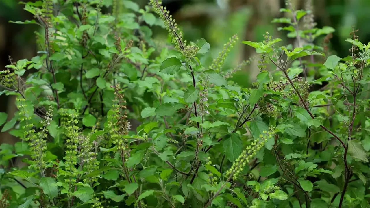 Tulsi: A Health Powerhouse Recommended by Medical Experts