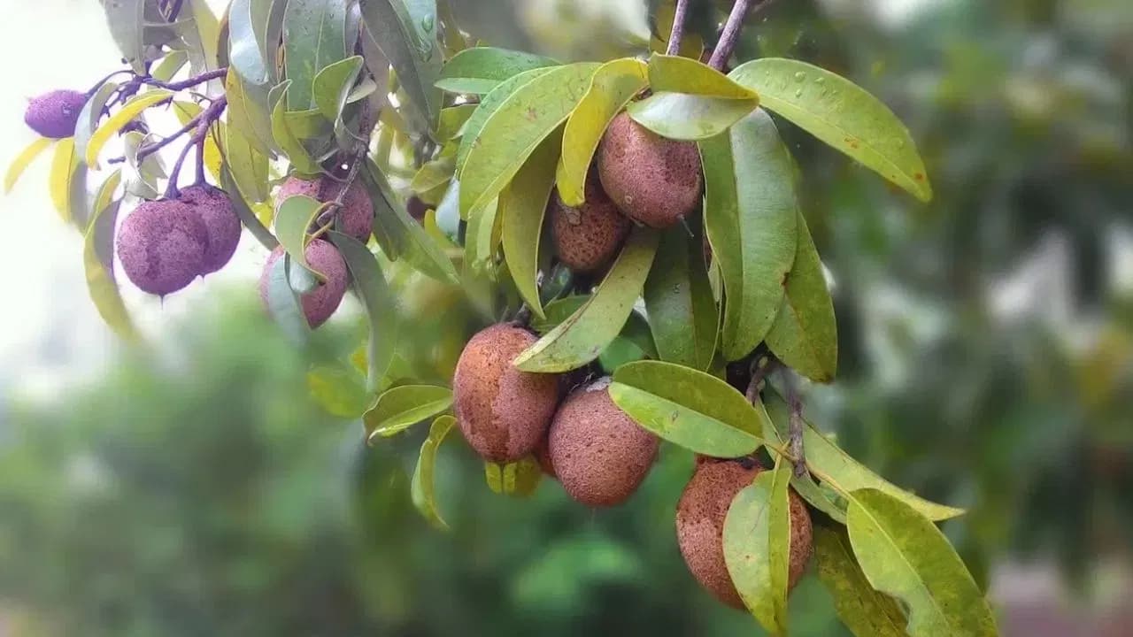 Doctors: Daily Consumption of Sapota Boosts Health Benefits