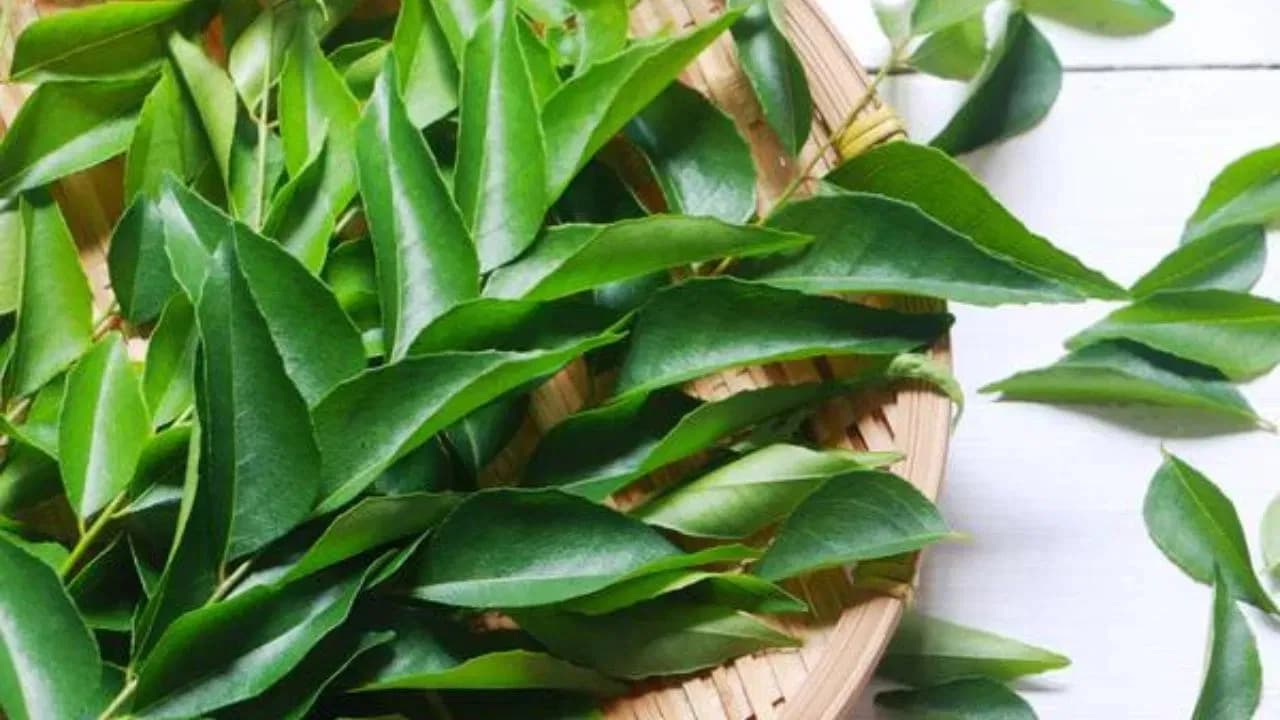 What Happens If You Eat Curry Leaves Daily? Truths Revealed by Dr. Hamsa Yogendra