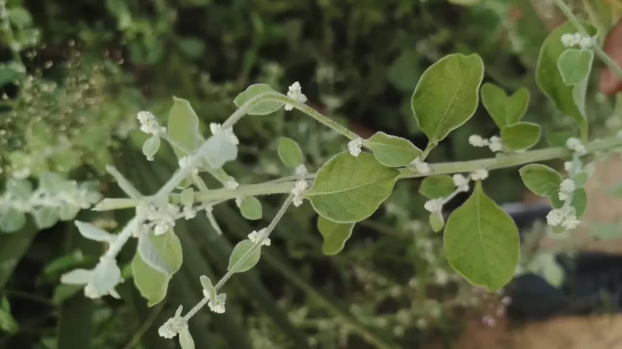 Herbal Remedies Are the Best Solution for Kidney Stones – Doctors Suggest