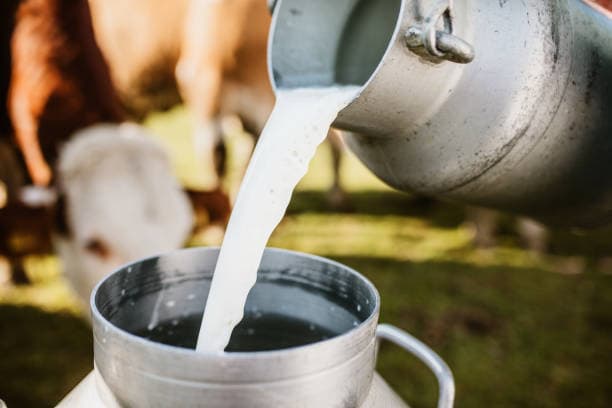 Milk Adulteration Shock In Rajamahendravaram !