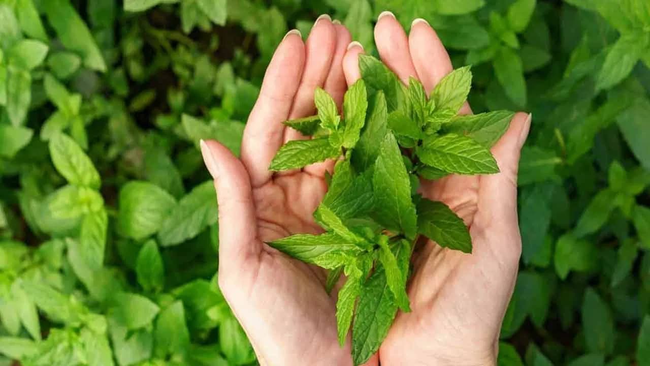 Doctors Recommend Mint as a Summer Essential: Here’s Why