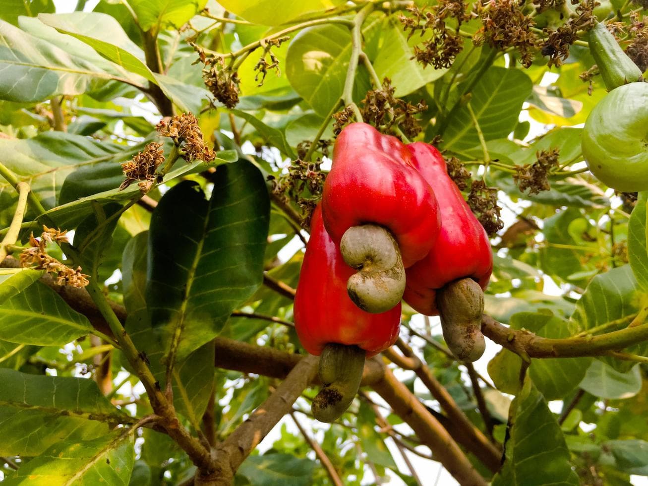 Health benefits of cashew Apple according to doctors