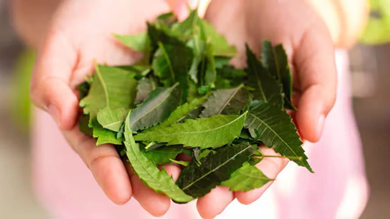 From Diabetes to Skin Disorders: Medical Experts Share Insights on the Benefits of Neem