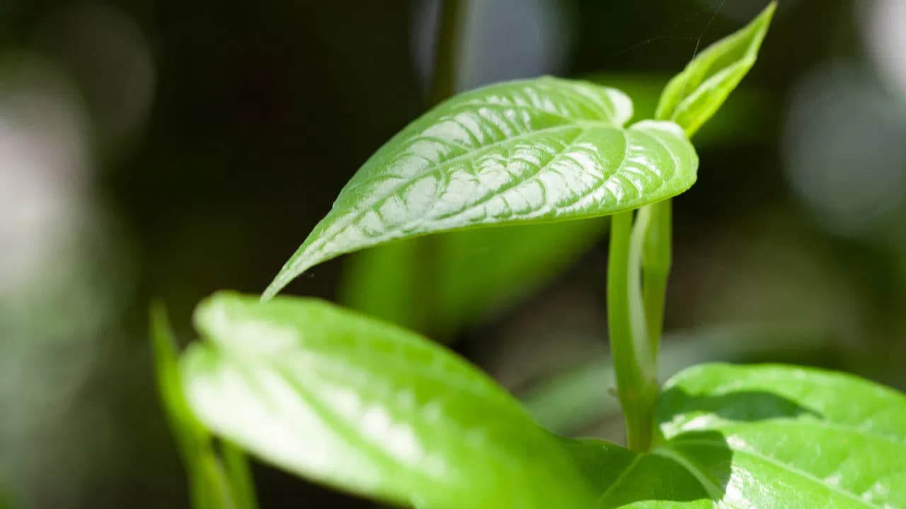 Betel Leaves as a Natural Mouth Freshener: Doctors Highlight the Benefits
