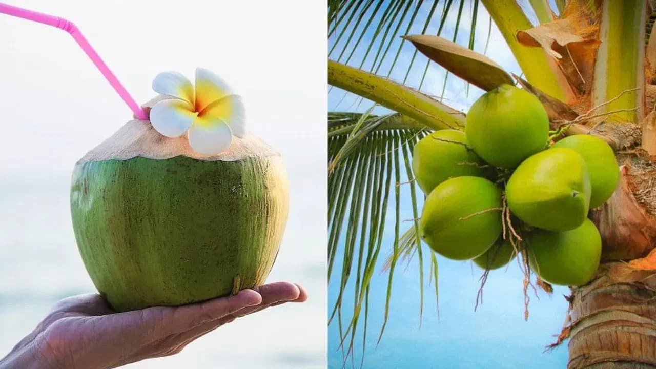 Coconut Water Not Safe for Everyone, Doctors Issue Warning