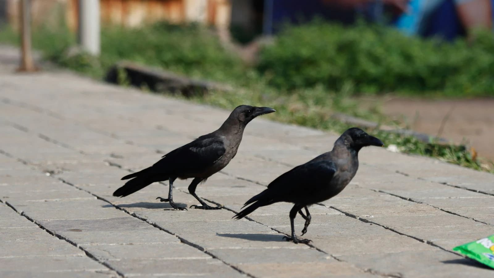 Bird Flu Alert in Tamil Nadu: Crows Die in 14 Districts, Health Department Warns People