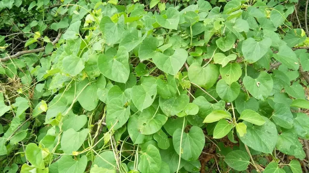 How Beneficial is Tippateega for Gut Health? Doctors Weigh In