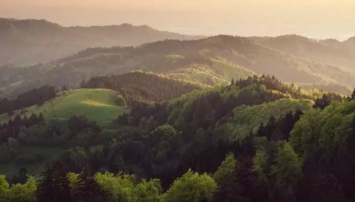 Miracle Rescue: Missing Woman Found Safe After 4 Days in Forest