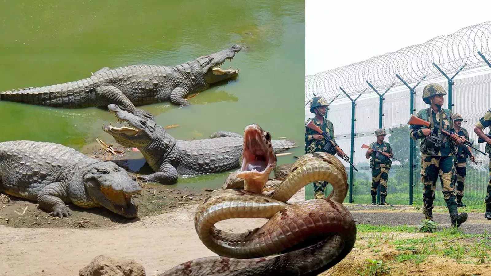 Crocodiles and Snakes in Bangladesh Border Waters?