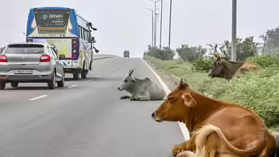 Cattle on Highways - Supreme Court Takes Serious Note