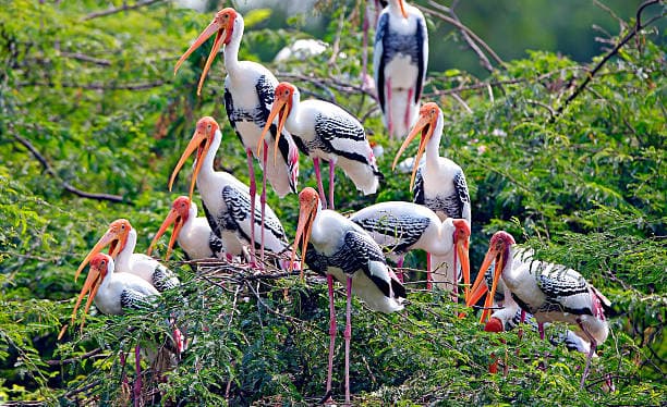 Painted Storks Delight Visitors in Prakasam 