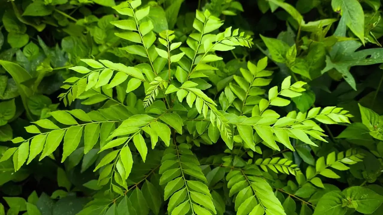 Doctors Advise Key Precautions on the Use of Curry Leaves