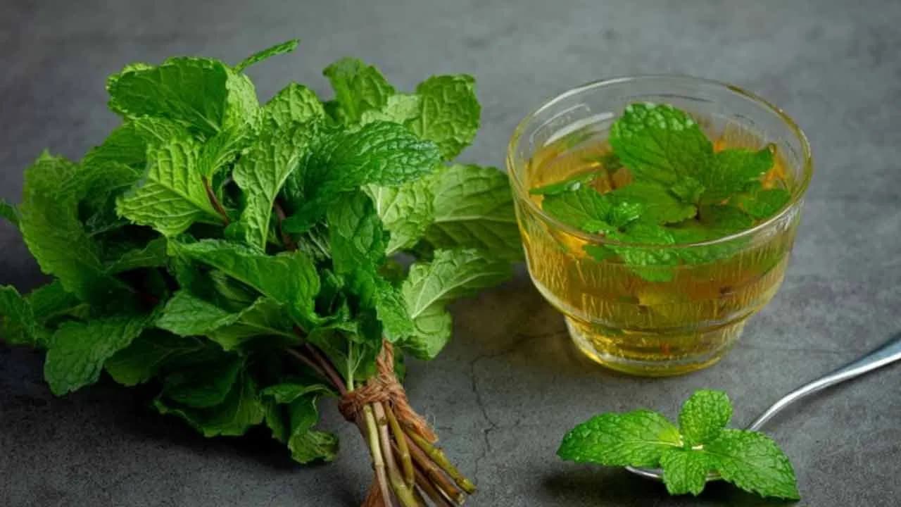 Why You Should Drink Mint Water in Summer: Doctors’ Warning