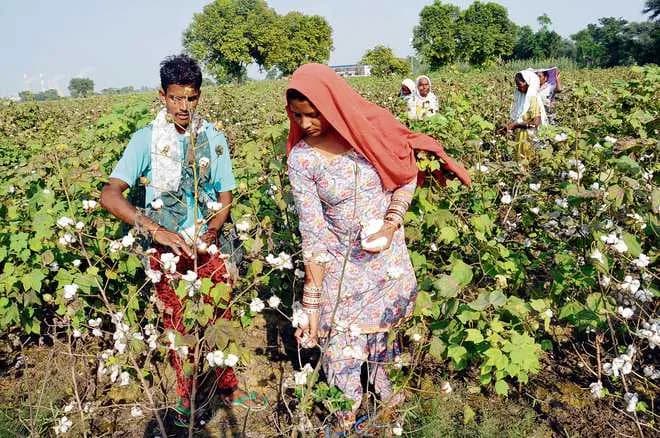 Good News for Cotton Farmers from the Central Government