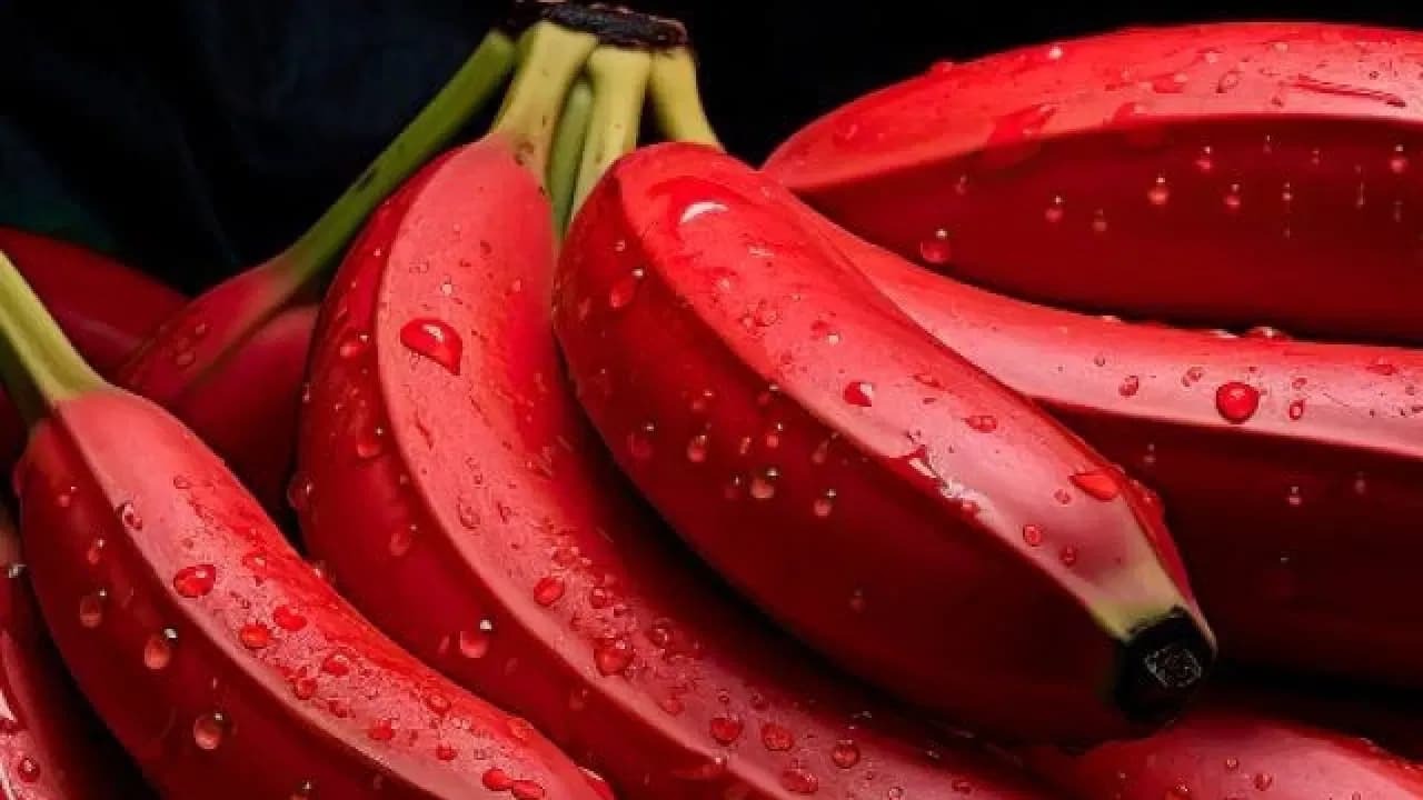 Are Red Bananas Better Than Yellow Bananas? Doctors Explain