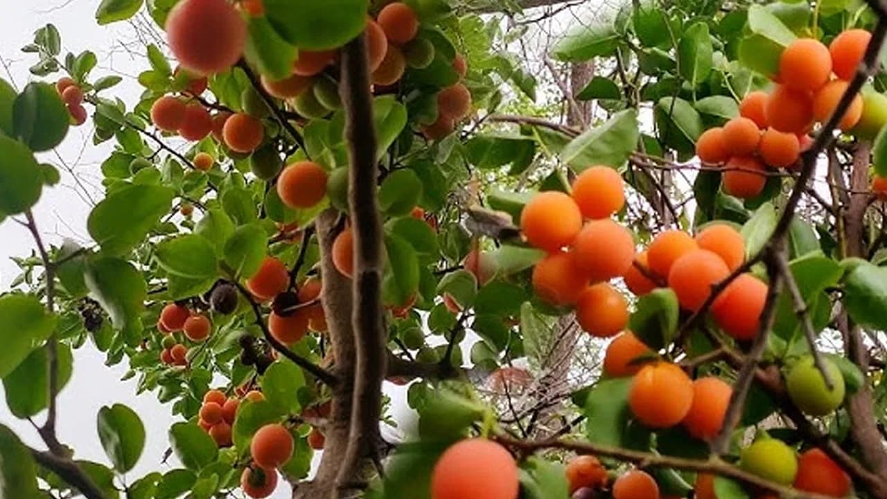 Milk Fruits Priced Like Mutton.. Doctors Say They Help Fight 100 Health Problems