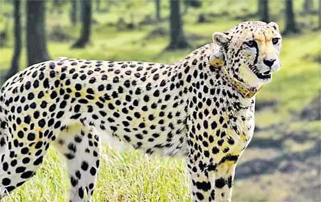 Leopard Movement on Srivarimettu Route Triggers Concern Among Devotees