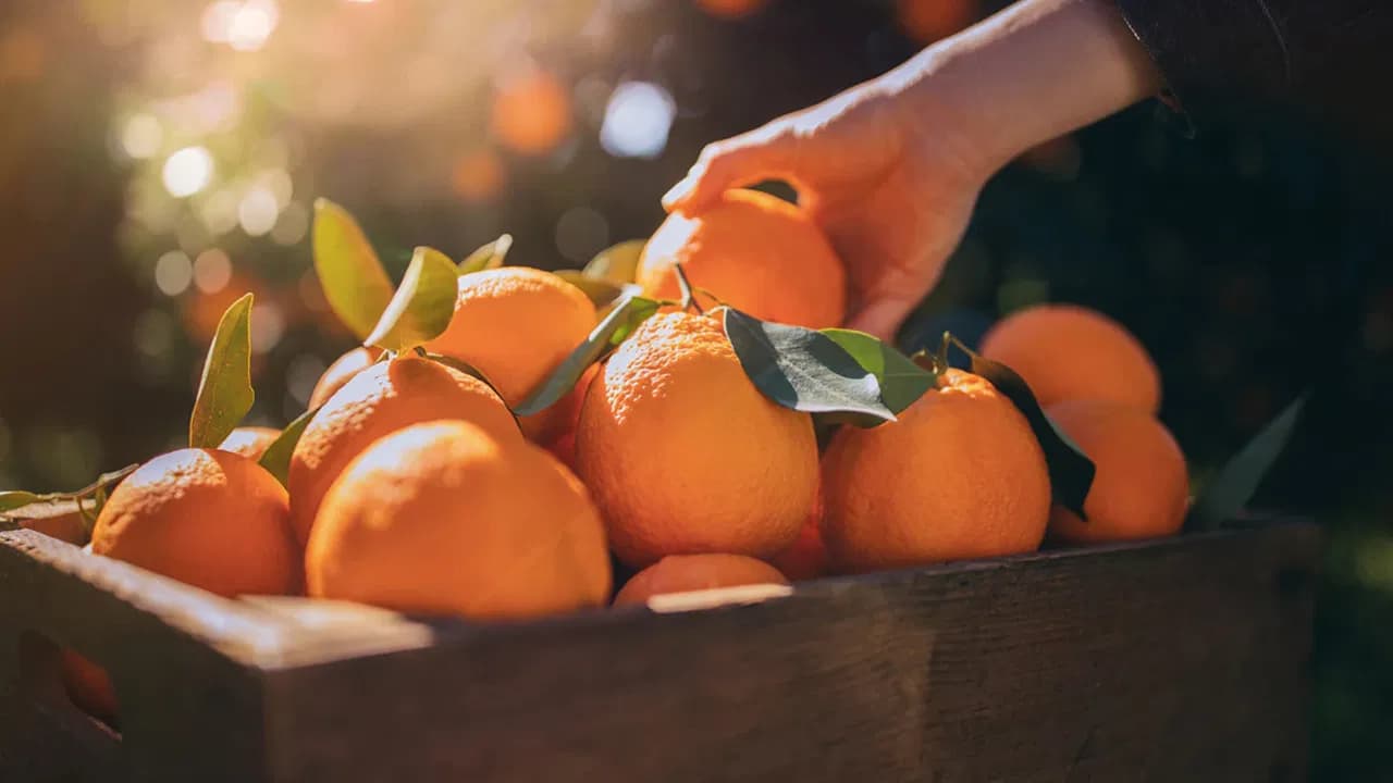 Doctors Advise on the Role of Oranges in Managing Fatty Liver Disease