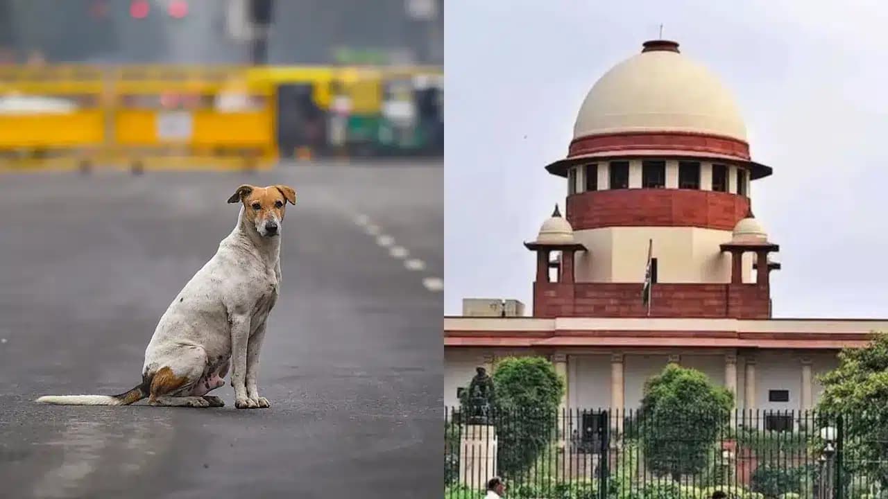 Supreme Court’s Strong Orders on Stray Dogs..