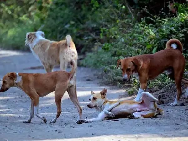 ₹35 Crore Plan to Control Stray Dog Menace in Delhi MCD to Act on 25,000 Dogs