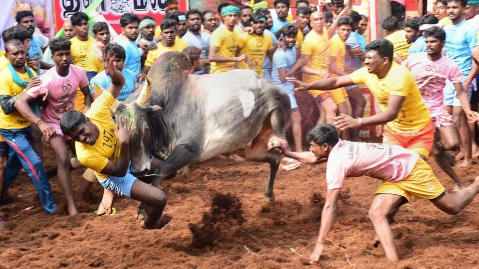 Tragedy at Jallikattu Event...Three Dead