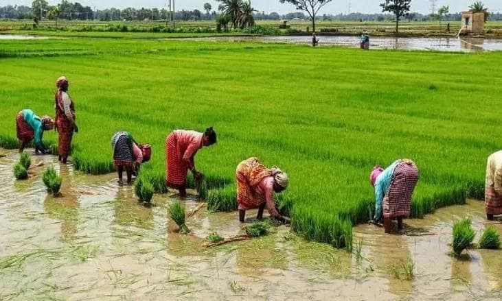 Telangana Draft Policy Focuses on Rice Exports, Crop Diversification!
