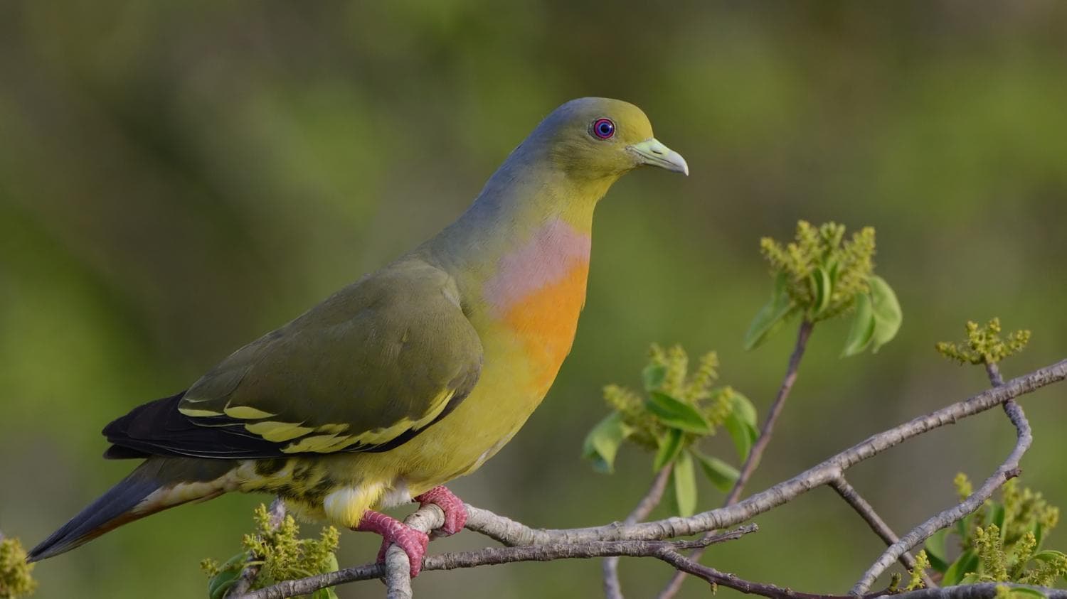 Rare Orange-Green Pigeon Spotted in Kawal Tiger Reserve!