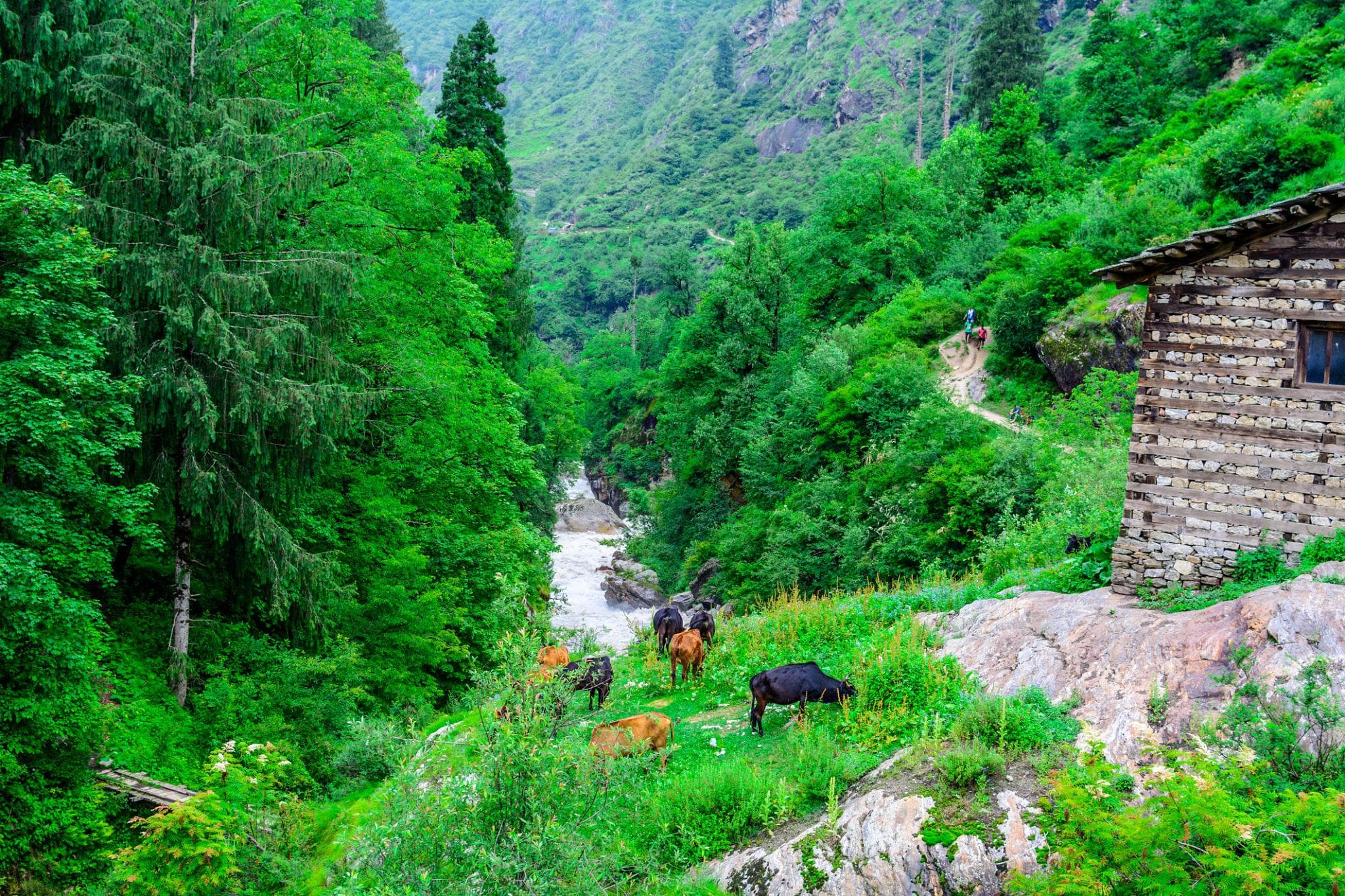 Sacred ‘Ringu Van’ in Himachal Protected by Serpent Deity, Echoes ‘Kantara!